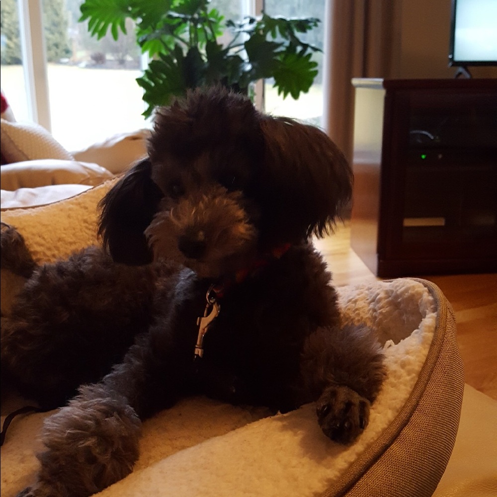 Meet your Posher, Elizabeth